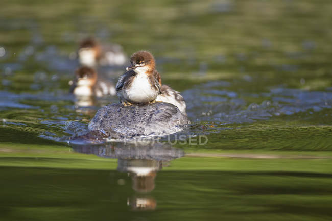 Goosander con polluelos en la espalda nadando en el estanque - foto de stock