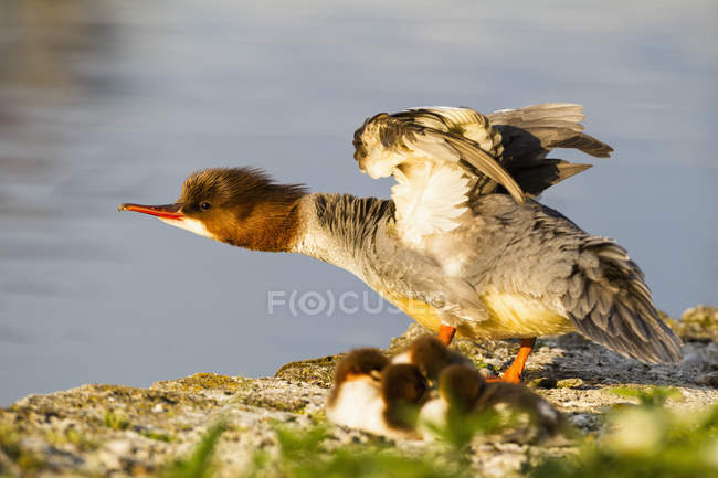 Primer plano de Goosander de pie en la roca con los polluelos - foto de stock