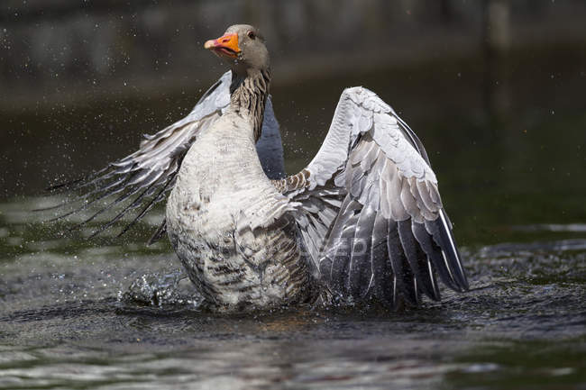 Greylag Goose banho na água — Fotografia de Stock