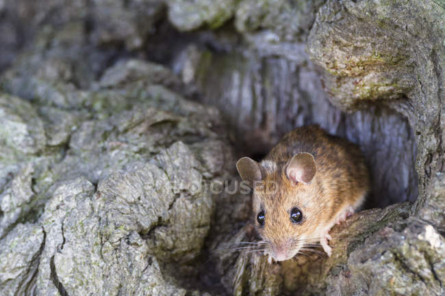 Крупная Мышь Фото