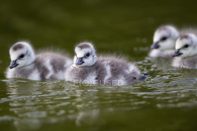 Schlangengans-Küken — Stockfoto