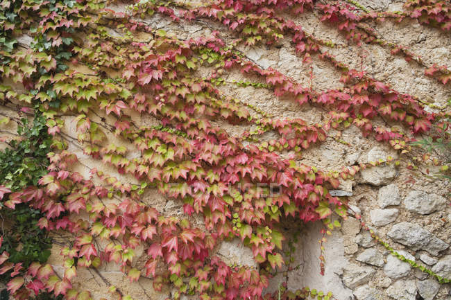 Ivy croissant sur le mur — Photo de stock