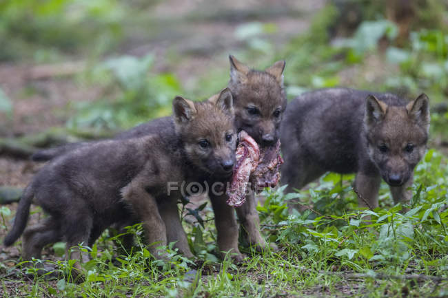 Cachorros lobo gris compartiendo carne - foto de stock