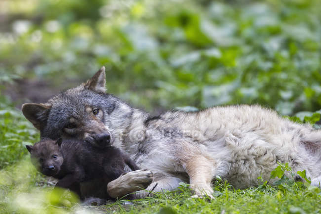 Сірий вовк з її цуценя — стокове фото