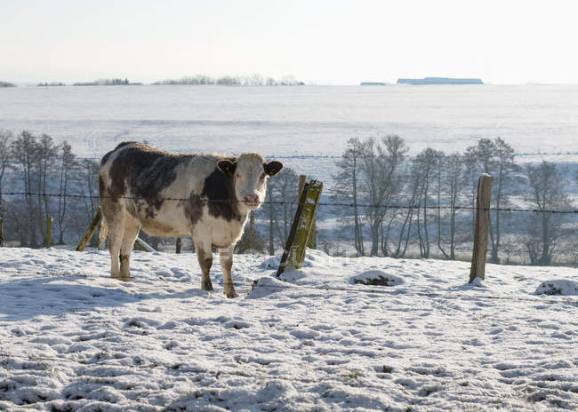 Cow on meadow with snow — Stock Photo