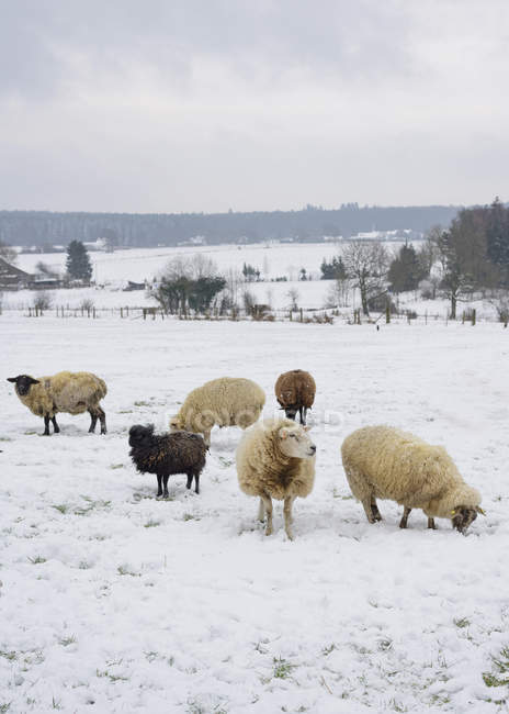 Germany, Breinig, Flock of sheep standing on winter meadow — Stock Photo