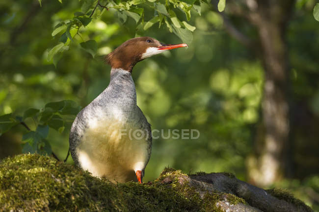Duck sitting on tree branch — Stock Photo