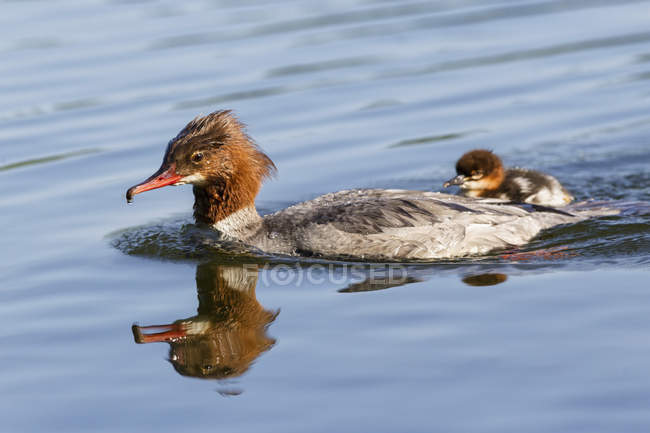 Stachelschwein schwimmt mit Küken im Wasser mit Spiegelung — Stockfoto