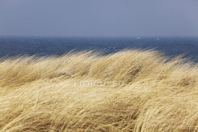 Marram erba e Mar Baltico — Foto stock
