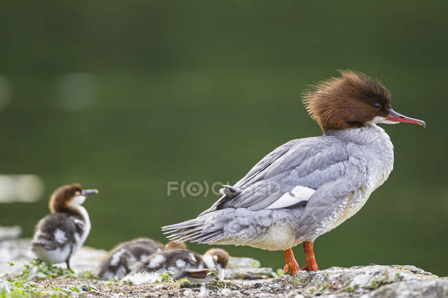 Goosander with chicks at lakeside — Stock Photo