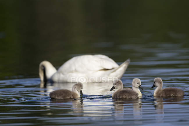 Cisne con polluelos flotando en el agua - foto de stock