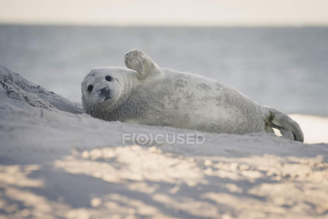 Germany, Helgoland, grey seal pup lying on the beach — Stock Photo
