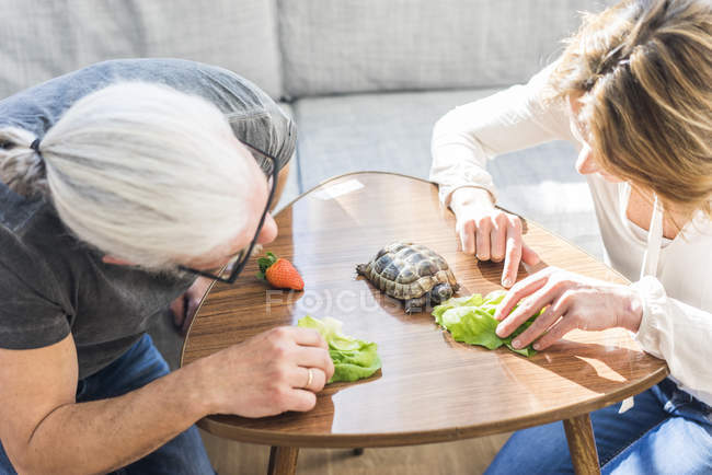 Mature couple feeding tortoise at home — Stock Photo