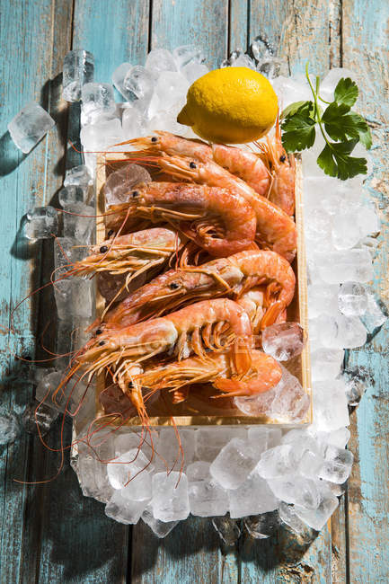 Argentine red shrimps on ice — Stock Photo