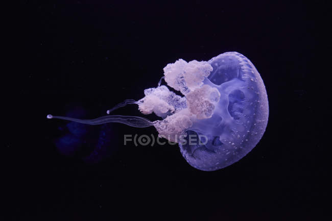 Medusas azules brillantes en frente de fondo negro - foto de stock