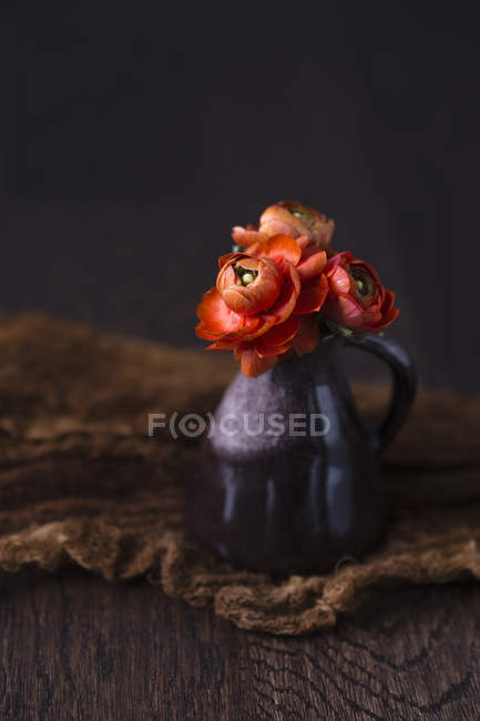 Buttercup persa em mini vaso — Fotografia de Stock