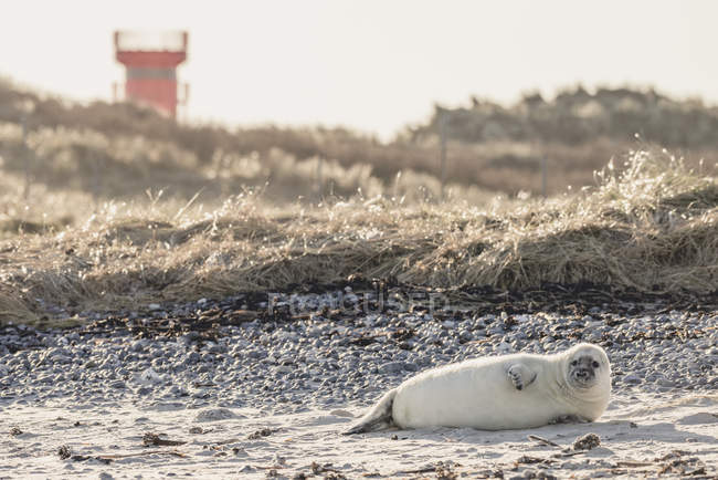 Germany, Helgoland, Duene Island,  grey seal pup lying on the beach — Stock Photo