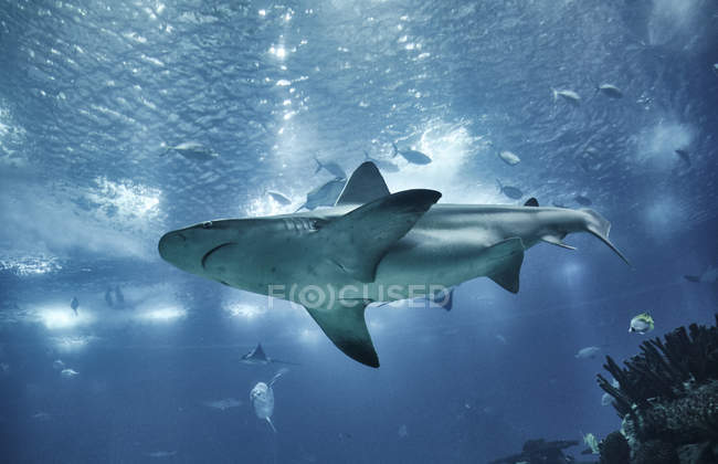 Portugal, Lisboa, Oceanario de Lisboa, acuario con tiburón - foto de stock