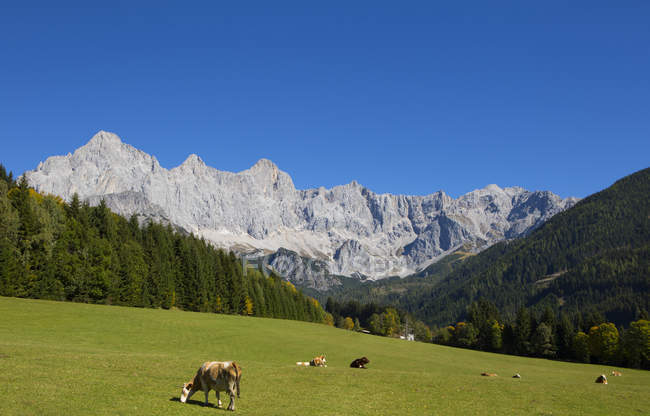 Áustria, Estado de Salzburgo, Filzmoos, Hachau, prado alpino, Vista para Dachstein, maciço de Dachstein — Fotografia de Stock