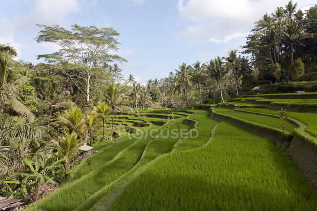 Indonesia, Bali, Ubud, risaie — Foto stock