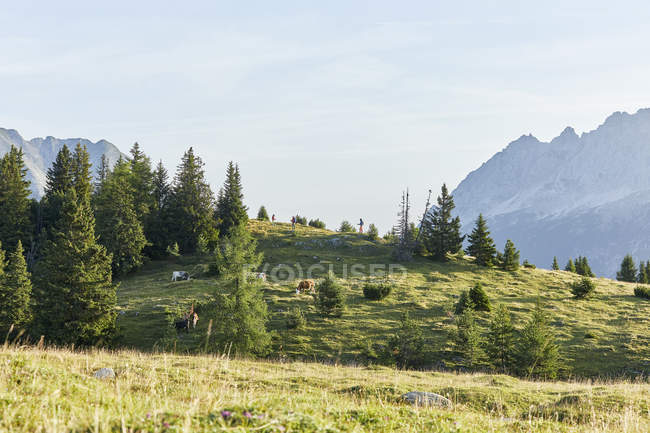 Austria, Tirolo, Altopiano di Mieming, mucche sui prati alpini — Foto stock