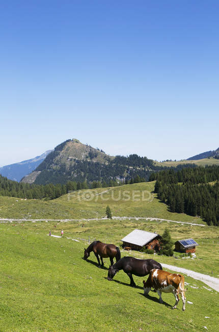 Áustria, Estado de Salzburgo, Salzkammergut, Postalm, pasto, cavalos e vacas — Fotografia de Stock
