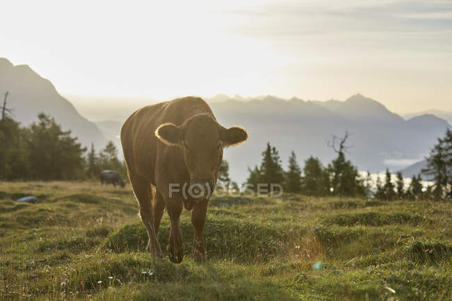 Austria, Tyrol, Mieming Plateau, cow on alpine meadow at sunrise — Stock Photo