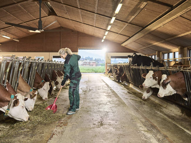 Smiling female farmer feeding cows in stable on a farm — Stock Photo