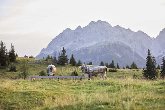 Австрія, Тіроль, Мімінг плато, корови на альпійської галявині — стокове фото