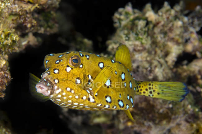 Égypte, Mer Rouge, Hurghada, Boxfish jaune — Photo de stock
