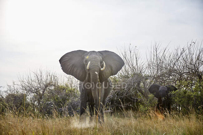 Namibia, Caprivi, elefante de vaca en actitud defensiva, animal joven en el fondo - foto de stock