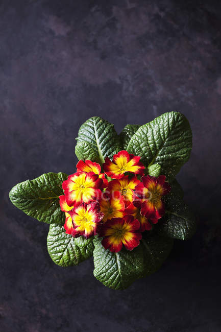 Top view of Red and yellow primrose — Stock Photo