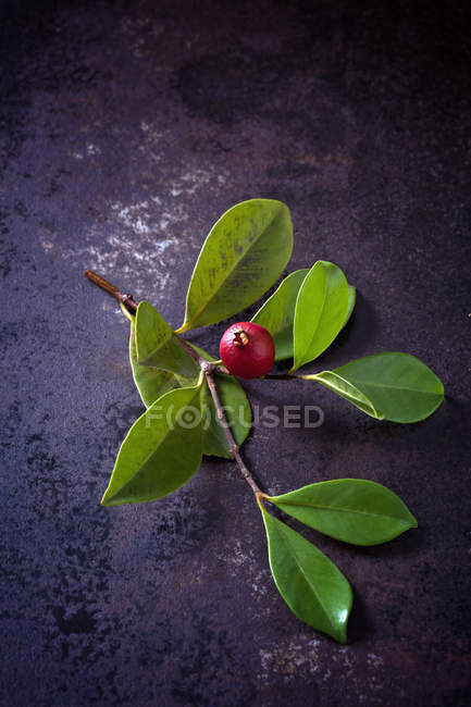 Гілочка Канкер троянда з листям і ягоди на темній фон грандж — стокове фото