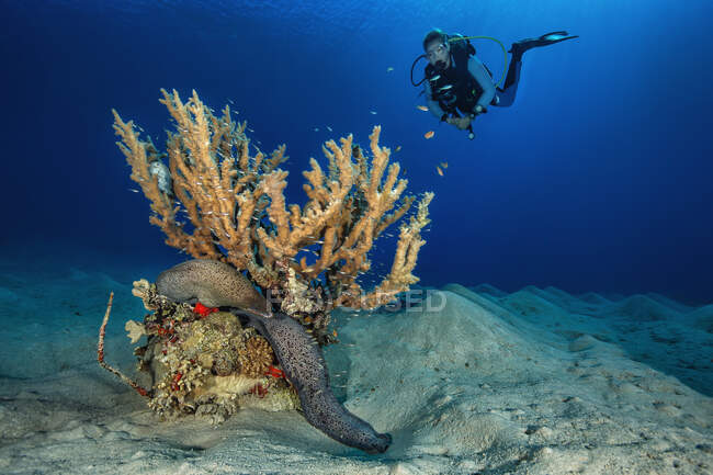 Egipto, Mar Rojo, Hurghada, submarinista y morena gigante - foto de stock