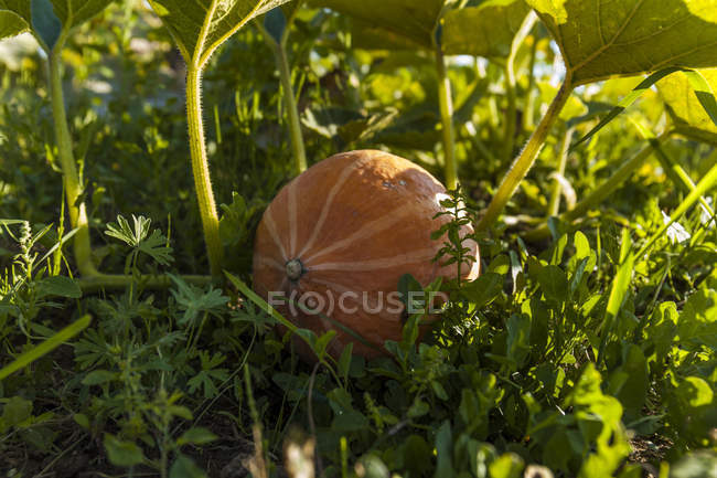 Pumpkin growing on field — Stock Photo