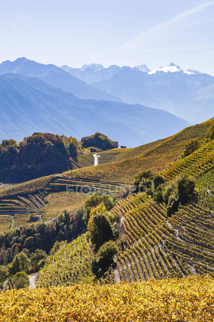 Svizzera, Vallese, Montagnon, vigneti — Foto stock