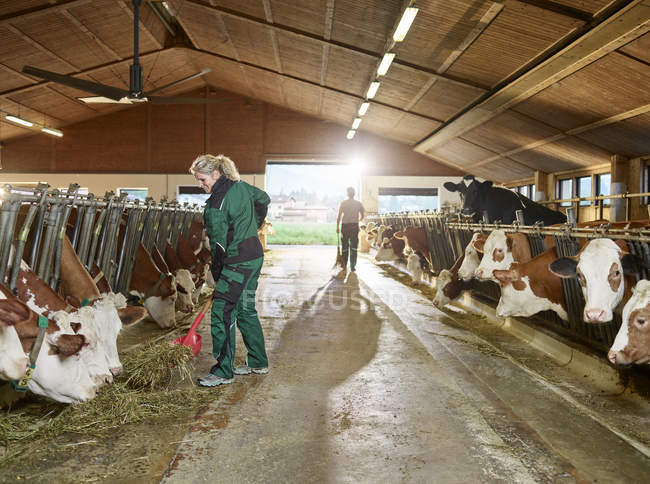 Contadina sorridente che nutre mucche in stalla in una fattoria — Foto stock