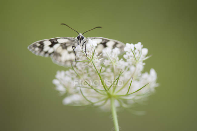 Close up of Marbled white on flower — Stock Photo