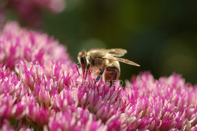 La abeja en la flor del hongo de coliflor - foto de stock