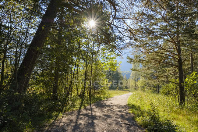 Germany, Bavaria, Allgaeu, forest path near Schwangau — Stock Photo
