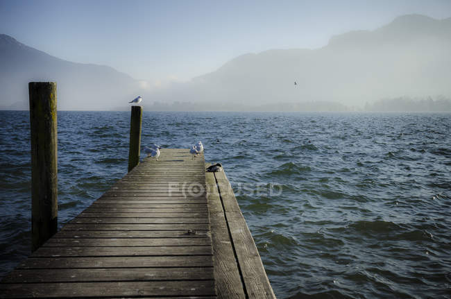 Autriche, Salzkammergut, Lac Mondsee, passerelle en bois et mouettes le matin — Photo de stock