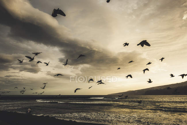 España, Tenerife, Puerto de la Cruz Atlántico por la mañana, palomas voladoras - foto de stock