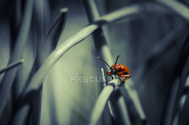 Lily scarabée des feuilles sur un brin d'herbe — Photo de stock