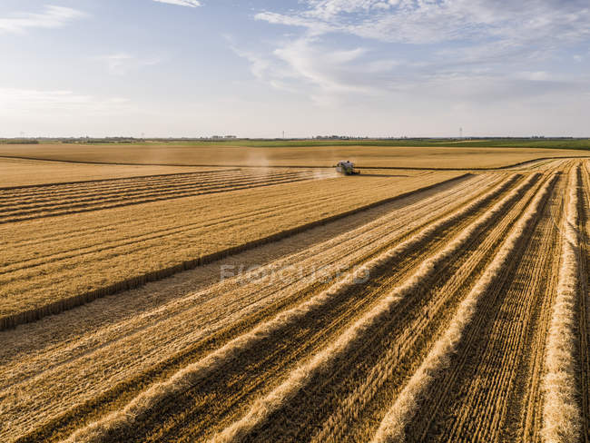 Sérvia, Voivodina. Combine colheitadeira em um campo de trigo, vista aérea — Fotografia de Stock