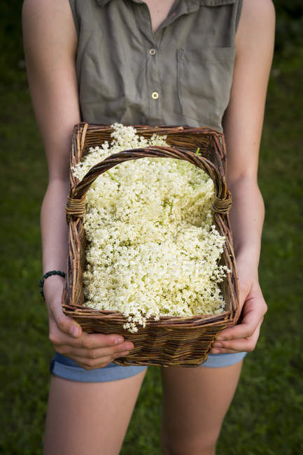 Ragazza che tiene cesto di fiori di sambuco raccolti, vista parziale — Foto stock