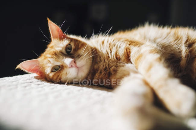 Ginger tabby gato descansando en una manta en casa - foto de stock