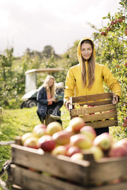 Dos mujeres cosechando manzanas en huerto - foto de stock