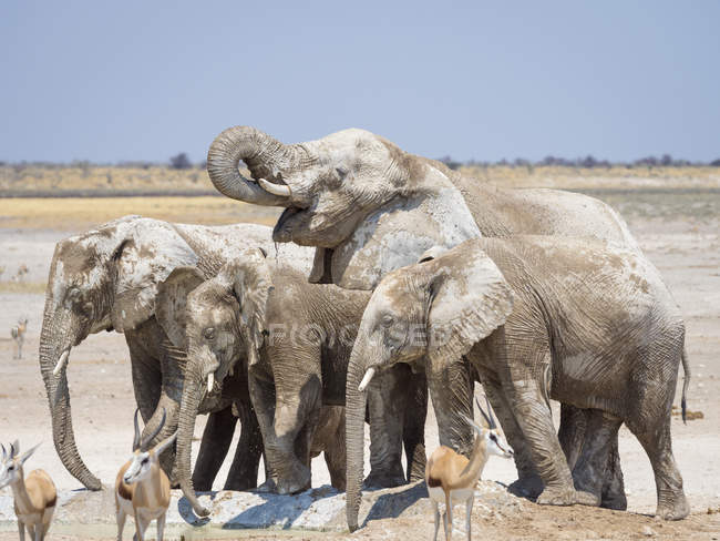 África, Namíbia, Parque Nacional de Etosha, Elefantes em waterhole — Fotografia de Stock