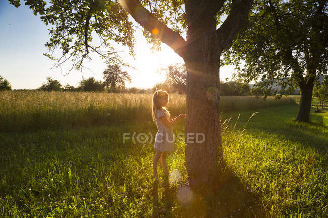 Chica joven de pie en el árbol contra el sol de la noche en verano - foto de stock
