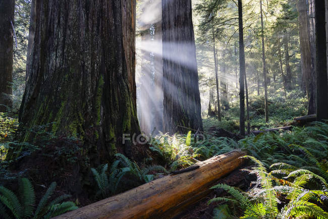 USA, Kalifornien, Halbmond-Stadt, Jedediah Schmied Redwood State Park, Redwood-Bäume, Sonnenstrahlen — Stockfoto